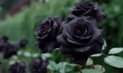 blackrose