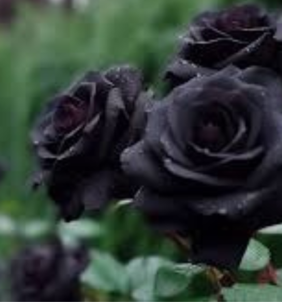 blackrose