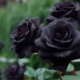 blackrose