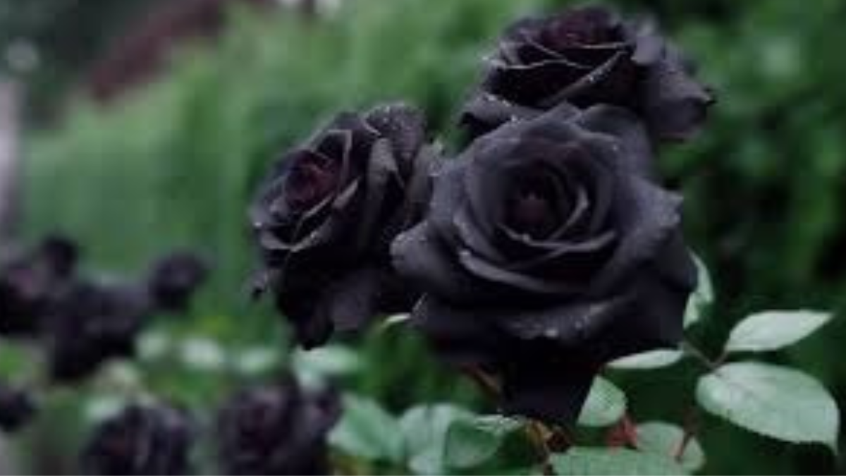 blackrose